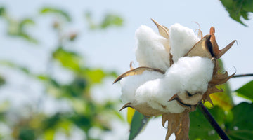 Die vielen Vorteile von Baumwolle
